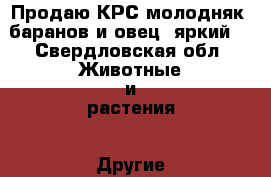 Продаю КРС-молодняк, баранов и овец (яркий) - Свердловская обл. Животные и растения » Другие животные   